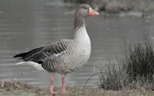 River_park_mitrovica_animal_anser_fabalis_latham