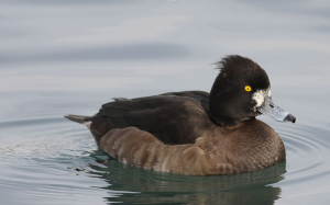 River_park_mitrovica_animal_aytheya_fuligula