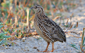 River_park_mitrovica_animal_conturnix_conturnix
