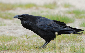 River_park_mitrovica_animal_corvus_corax