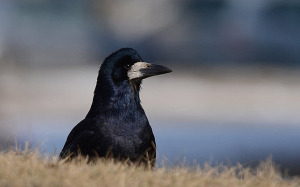 River_park_mitrovica_animal_corvus_fragilegus