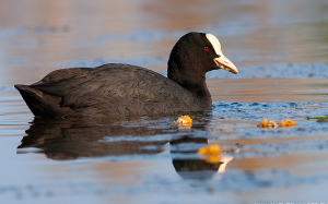 River_park_mitrovica_animal_fulica_atra