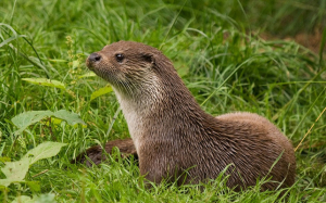 River_park_mitrovica_animal_lutra_lutra