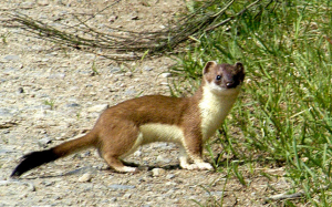 River_park_mitrovica_animal_mustela_erminea