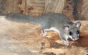 River_park_mitrovica_animal_myjoxsus_glis