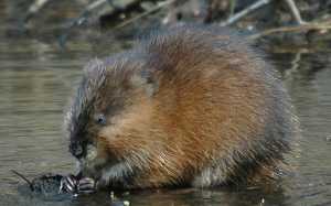 River_park_mitrovica_animal