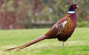 River_park_mitrovica_animal_phasianus_cholchicus