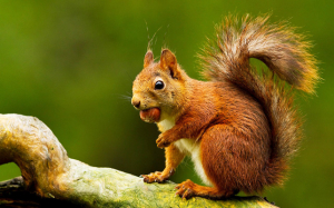 River_park_mitrovica_animal_sciurus_vulgaris