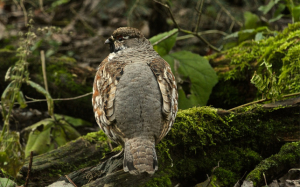 River_park_mitrovica_animal_tetrastes_eurogallus
