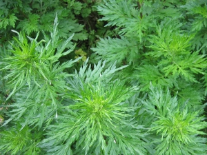 River_park_mitrovica_flora_Artemisia_vulgaris