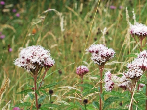 River_park_mitrovica_flora_Eupatorium_cannabinum
