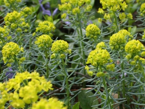 River_park_mitrovica_flora_Euphorbia_cyparissias