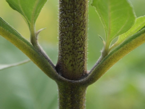 River_park_mitrovica_flora_Helianthus_tuberosus