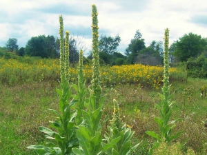 River_park_mitrovica_flora_Verbascum-thapsus
