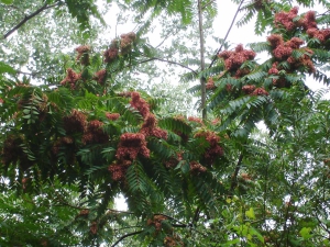 River_park_mitrovica_flora_aliantus_altissimo