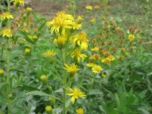River_park_mitrovica_flora_inula_viscosa