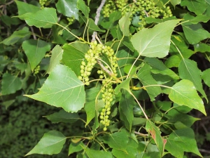 River_park_mitrovica_flora_populus_nigra