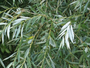 River_park_mitrovica_flora_salix_alba