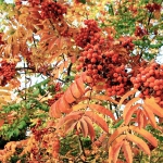 colori_autunno_01