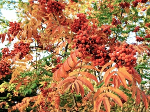 colori_autunno_01
