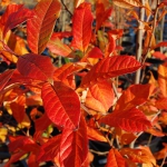 colori_autunno_02