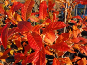 colori_autunno_02