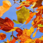 colori_autunno_03