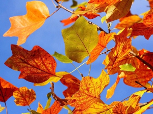 colori_autunno_03