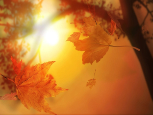 colori_autunno_04