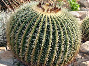 parchi_moderni_echinocactus_grussonii