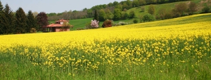eco_museo_tre_valli_colza_slider_01