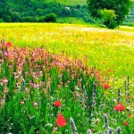 eco_museo_tre_valli_fiori_spontanei_slider_01