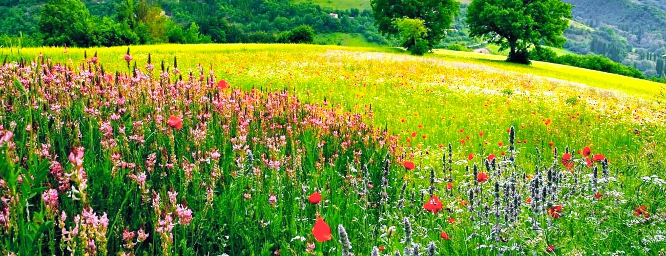 eco_museo_tre_valli_fiori_spontanei_slider_01
