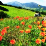 eco_museo_tre_valli_fiori_spontanei_slider_02