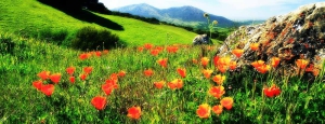 eco_museo_tre_valli_fiori_spontanei_slider_02