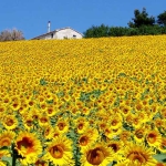 eco_museo_tre_valli_girasoli_slider_01