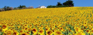 eco_museo_tre_valli_girasoli_slider_01