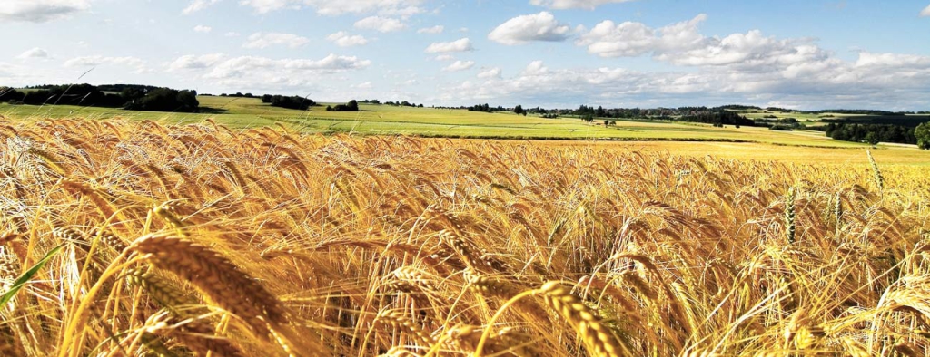 eco_museo_tre_valli_grano_slider_01