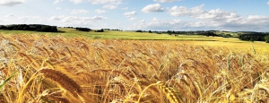 eco_museo_tre_valli_grano_slider_01